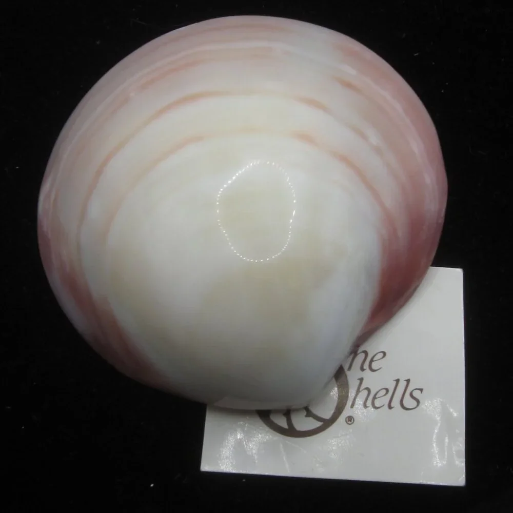 Vintage Shell Belt or Scarf Clip - Picture 3 of 6
